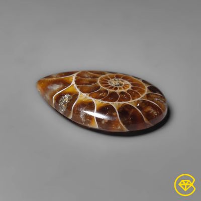 Ammonite Cabochon