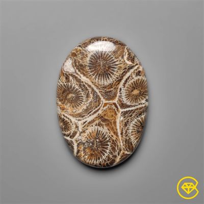 Fossil Coral Morocco