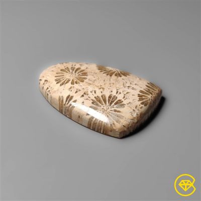Fossil Coral Cabochon