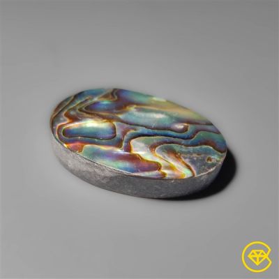 Abalone Shell / Paua Shell