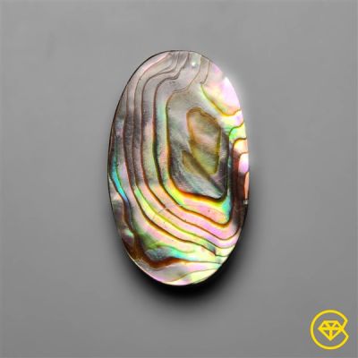 Abalone Shell / Paua Shell