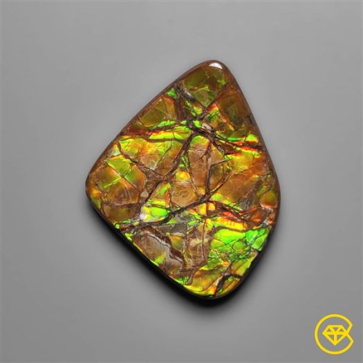 AAA Rare Large Ammolite