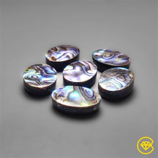 18X13 mm Abalone Shells / Paua Shells Calibrated Lot (Backed)
