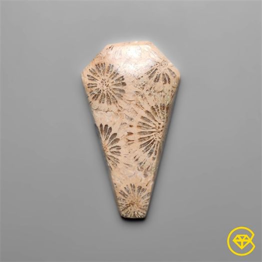 Fossil Coral Coffin Carving