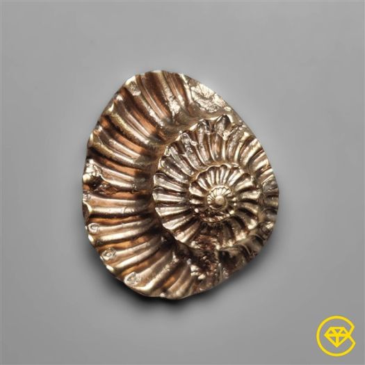 Rare Pyritized Ammonite Negative Fossil
