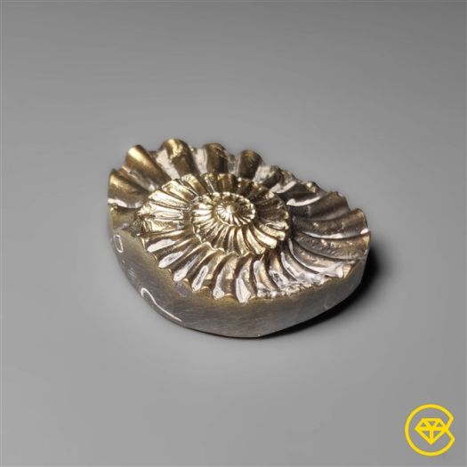 Rare Pyritized Ammonite Negative Fossil